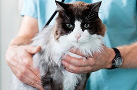 Clinical examination hyperthyroid cat