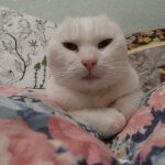 Jessie Cured Hyperthyroid Cat